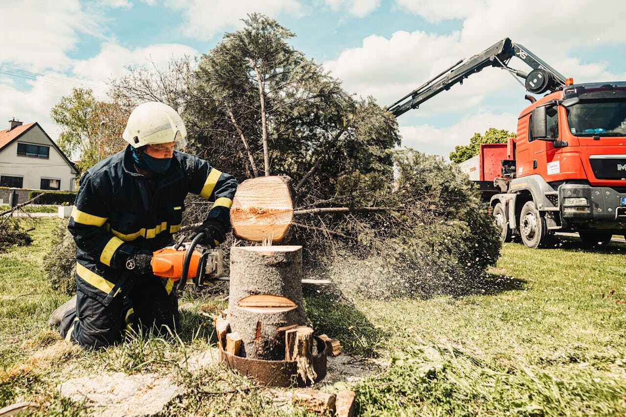 Trusted Grant, MN Tree Service Experts